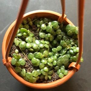 4” hanging basket of string of turtles plant